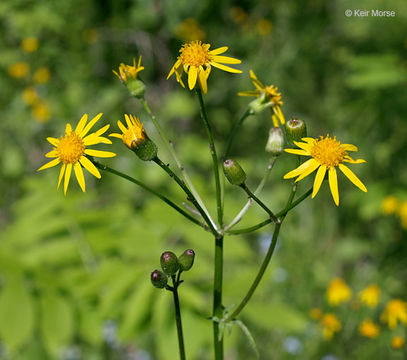 Image of golden ragwort