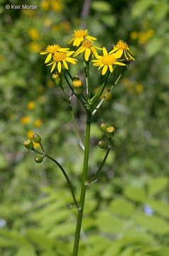 Image of golden ragwort