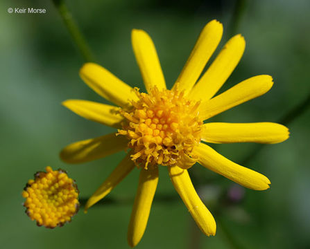 Image of golden ragwort