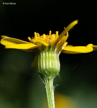 Image of golden ragwort