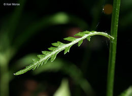 Image of golden ragwort