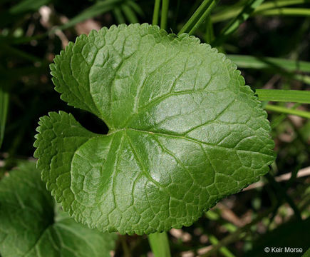 Image of golden ragwort