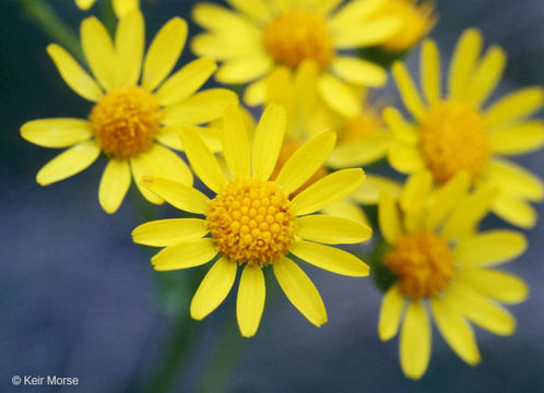 Image of prairie groundsel