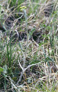 Image of prairie groundsel