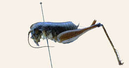 Image of Anabropsinae
