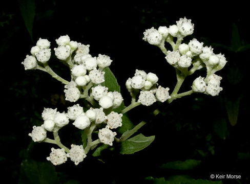 Image of American feverfew