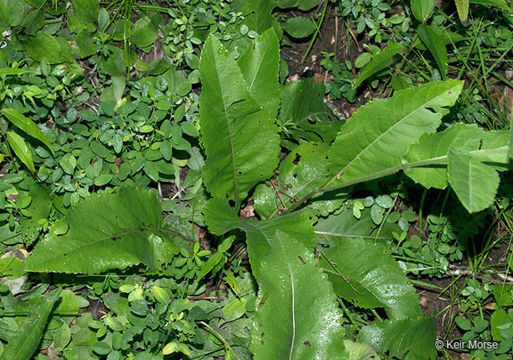 Image of American feverfew