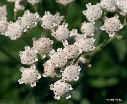 Image of American feverfew