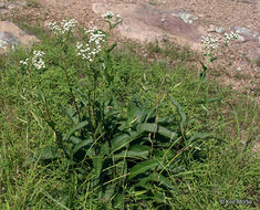 Image of American feverfew