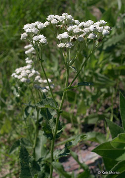 Image of American feverfew