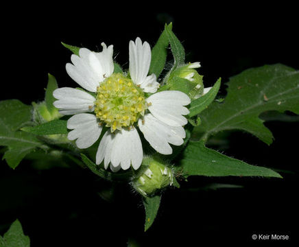 Polymnia canadensis L. resmi