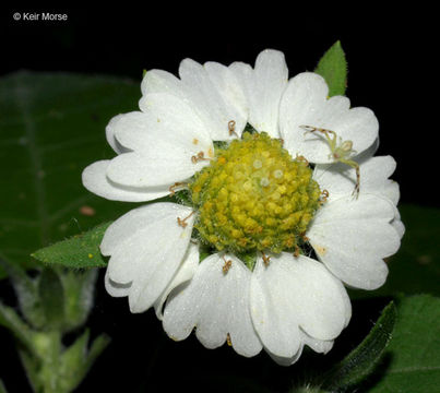 Polymnia canadensis L. resmi