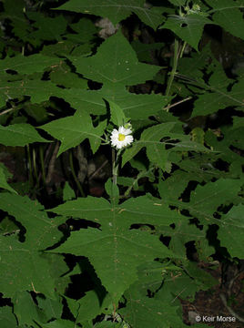 Polymnia canadensis L. resmi