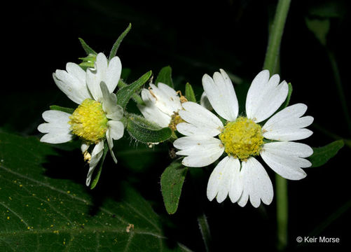 Polymnia canadensis L. resmi