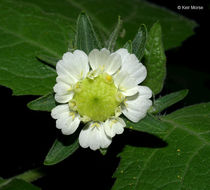 Polymnia canadensis L. resmi