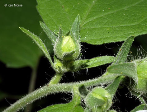 Image of whiteflower leafcup