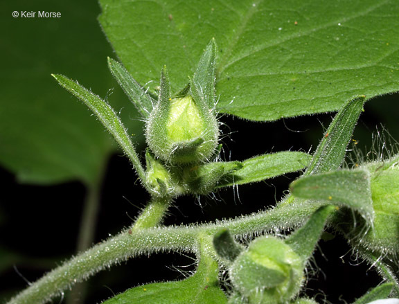 Polymnia canadensis L. resmi