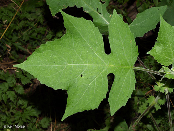 Polymnia canadensis L. resmi