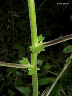 Polymnia canadensis L. resmi