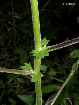 Image of whiteflower leafcup