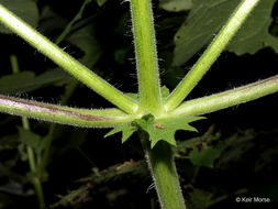 Polymnia canadensis L. resmi