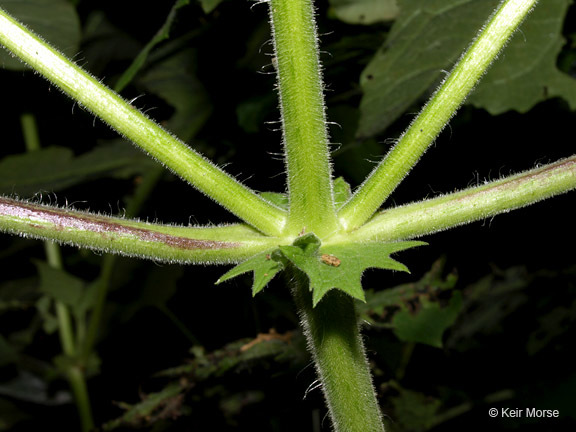 Polymnia canadensis L. resmi