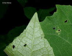 Polymnia canadensis L. resmi