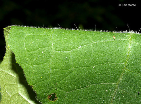 Image of whiteflower leafcup