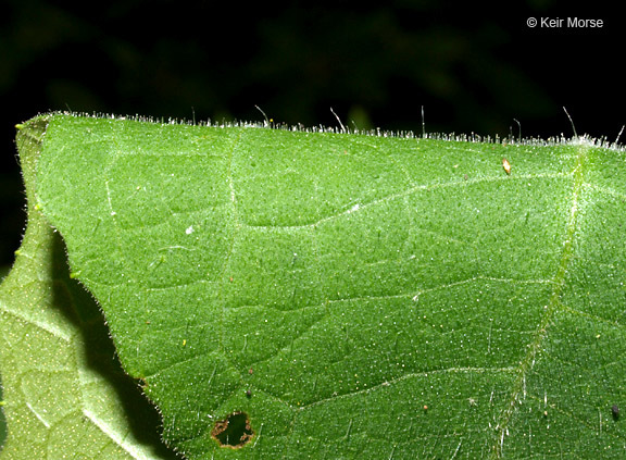 Polymnia canadensis L. resmi