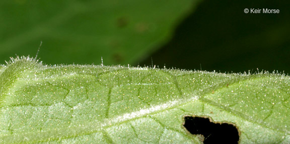 Polymnia canadensis L. resmi