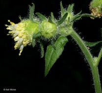 Polymnia canadensis L. resmi