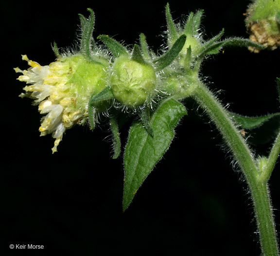 Polymnia canadensis L. resmi