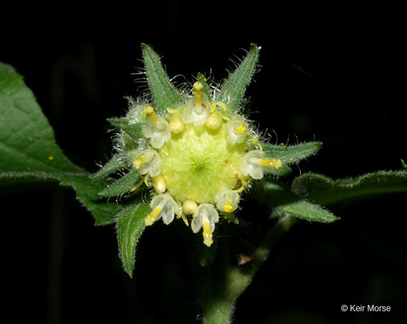 Polymnia canadensis L. resmi