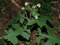 Polymnia canadensis L. resmi