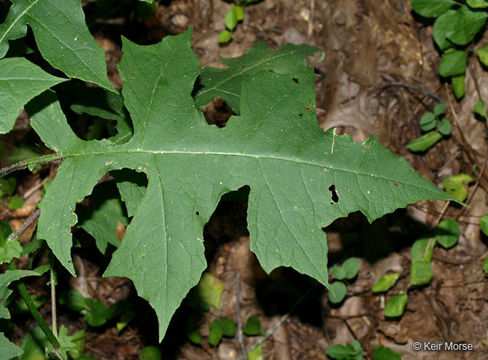 Image of whiteflower leafcup