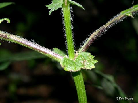 Image of whiteflower leafcup