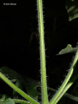 Image of whiteflower leafcup