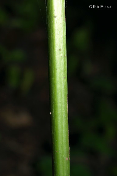 Polymnia canadensis L. resmi