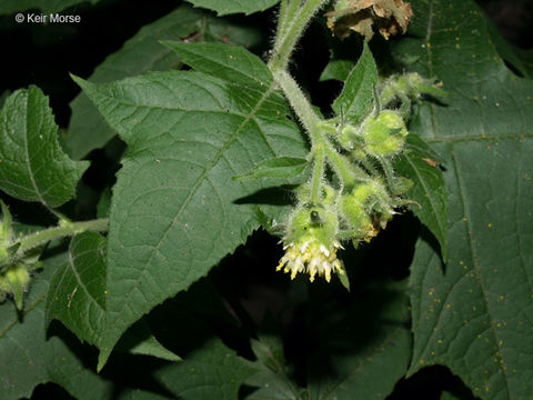 Image of whiteflower leafcup