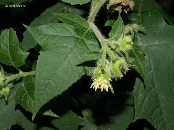 Polymnia canadensis L. resmi