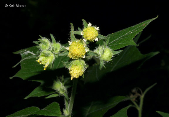 Polymnia canadensis L. resmi