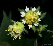 Polymnia canadensis L. resmi