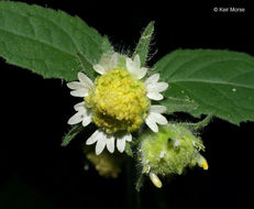 Polymnia canadensis L. resmi