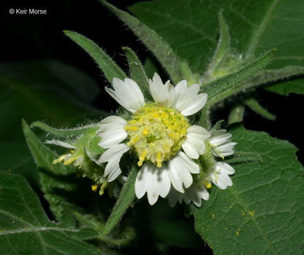 Image of whiteflower leafcup