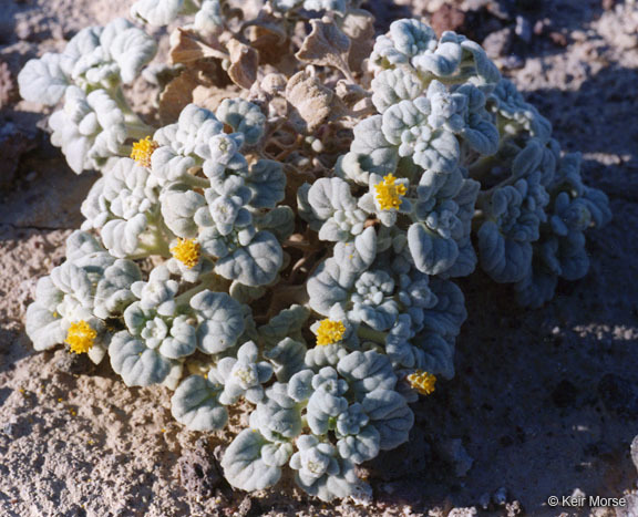 Plancia ëd Psathyrotes ramosissima (Torr.) A. Gray