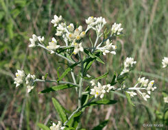 Слика од Pseudognaphalium obtusifolium (L.) O. M. Hilliard & B. L. Burtt