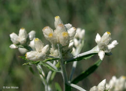 Слика од Pseudognaphalium obtusifolium (L.) O. M. Hilliard & B. L. Burtt