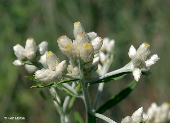 Imagem de Pseudognaphalium obtusifolium (L.) O. M. Hilliard & B. L. Burtt