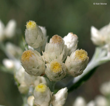 Imagem de Pseudognaphalium obtusifolium (L.) O. M. Hilliard & B. L. Burtt