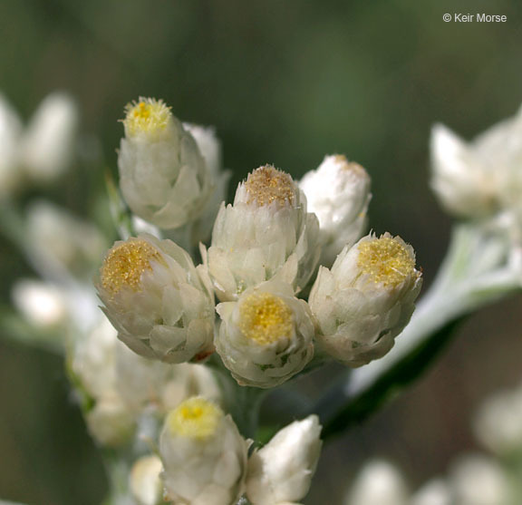 Слика од Pseudognaphalium obtusifolium (L.) O. M. Hilliard & B. L. Burtt